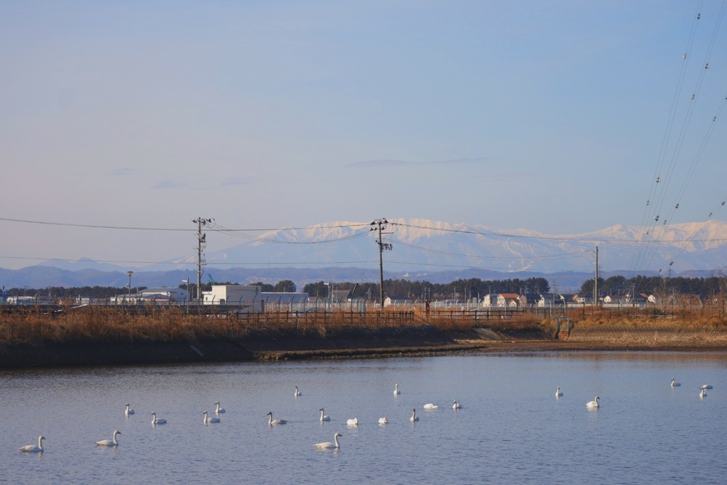 雪山と白鳥