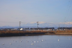 雪山と白鳥