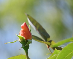 蕾　1