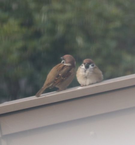 スズメ