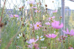 今日の写真　コスモス