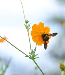 キバナコスモスに蜂