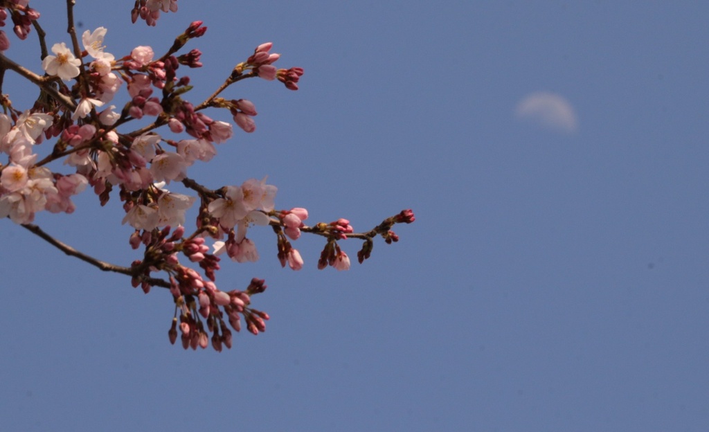 桜とお月様のコラボ
