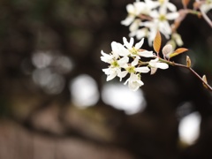 咲きました。