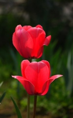 チューリップ