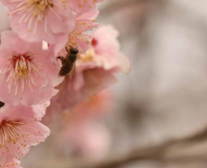梅の花に蜂