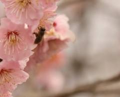 梅の花に蜂
