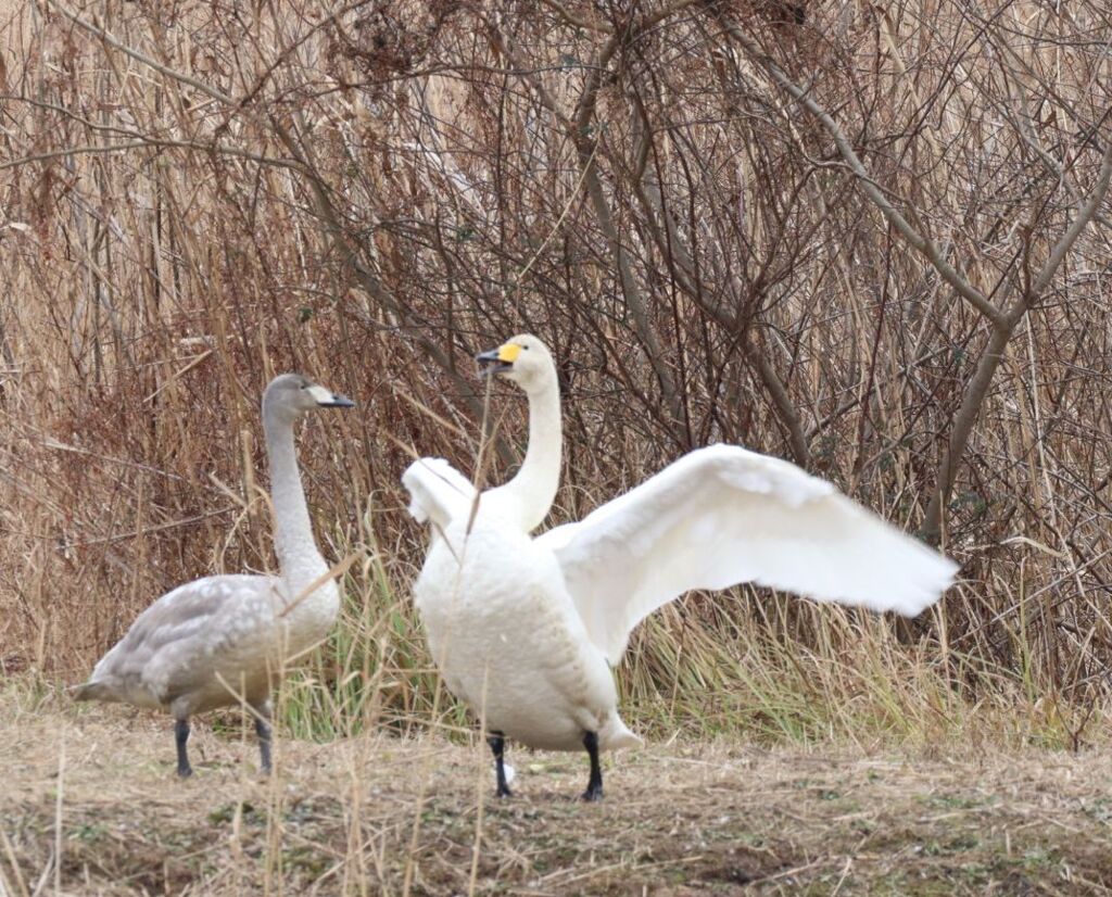 羽の広げ方だよ。