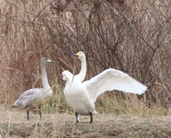 羽の広げ方だよ。