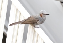 横顔、きれい？