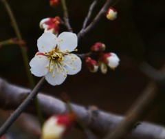 白梅　4