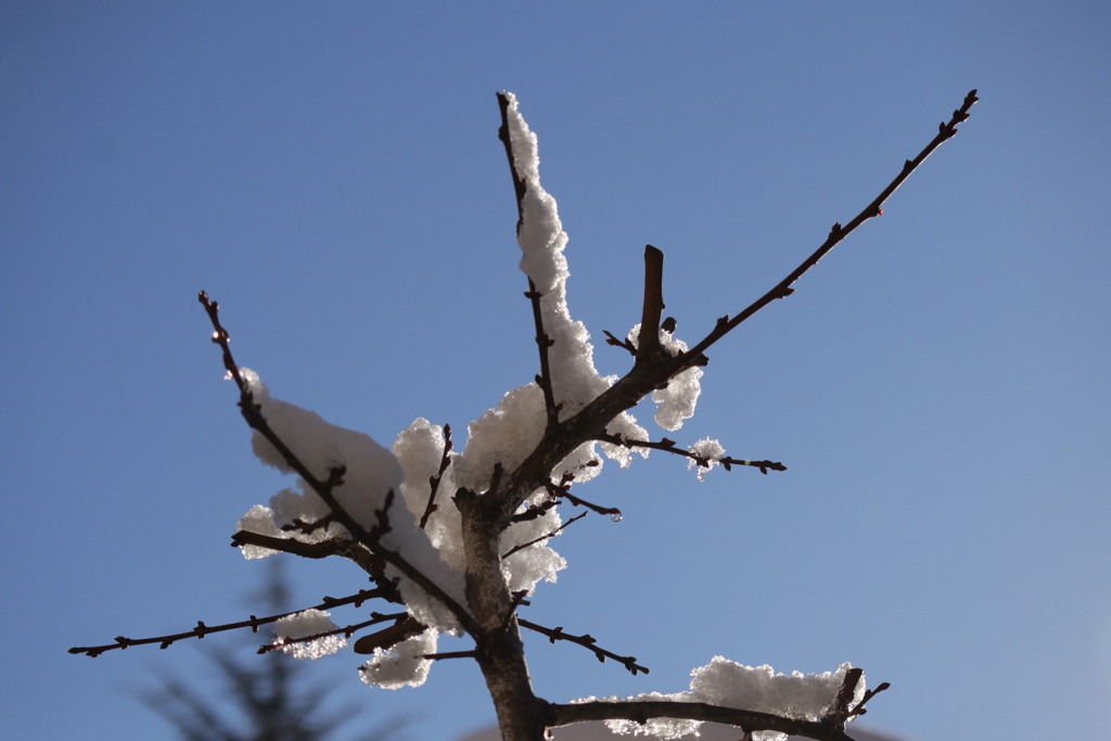 雪の花