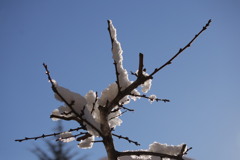 雪の花