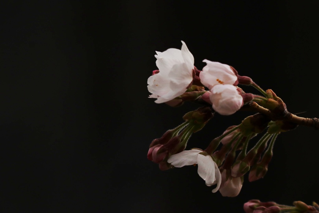 やっと開花しました。