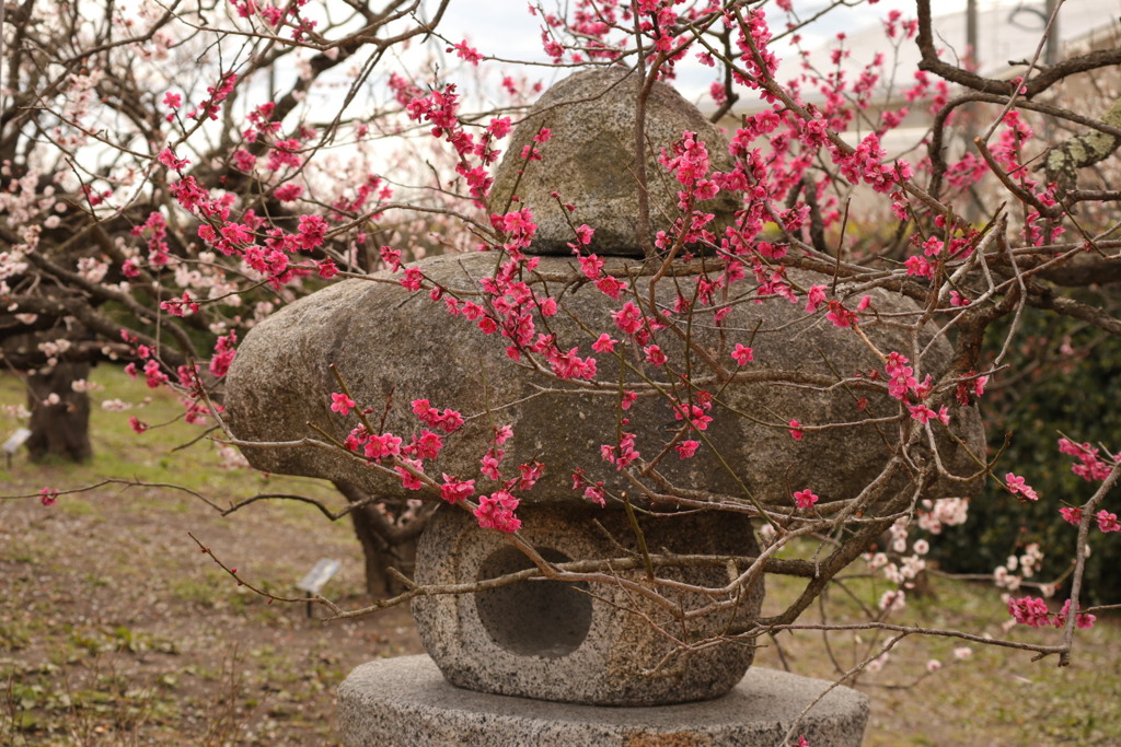 梅の香り