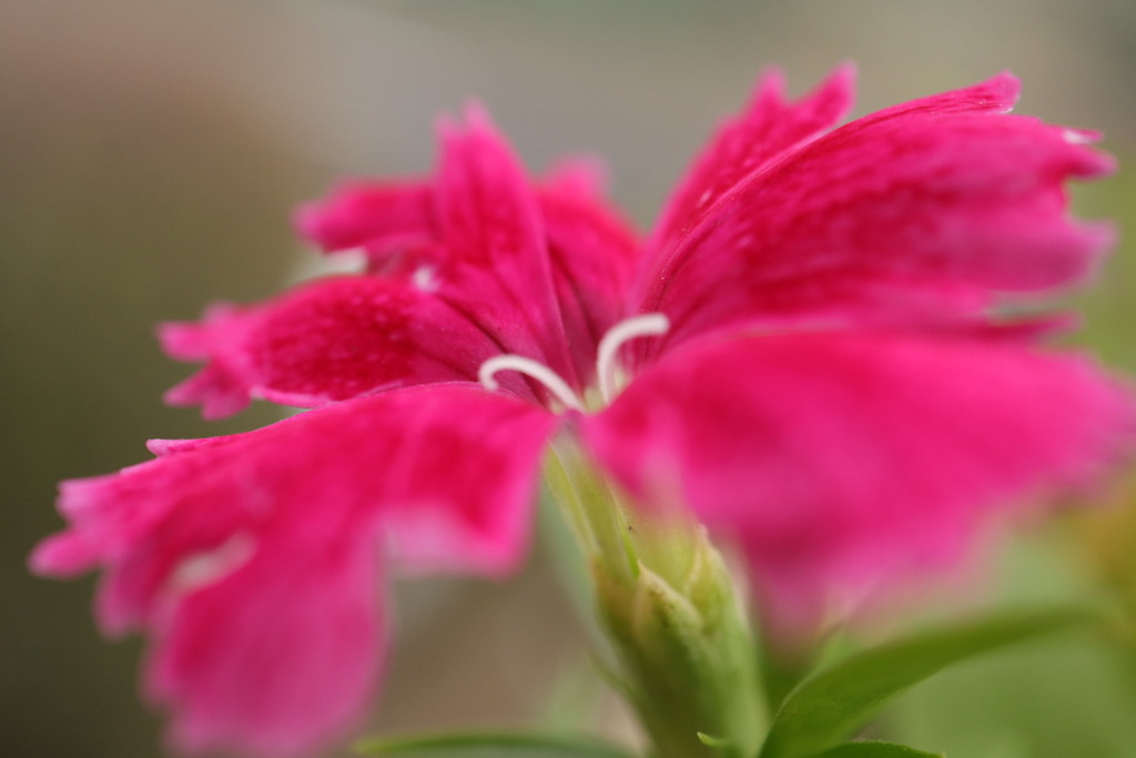 咲いた花