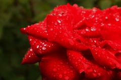 濡れた薔薇