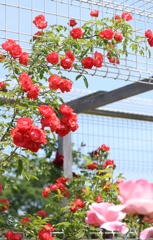 The    薔薇