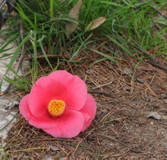 ツバキ　　落ち花