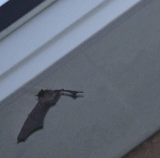 来た来たコウモリ