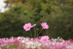 コスモス