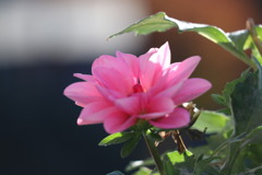 朝の花