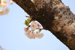 開花の次の日