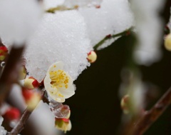 白梅に雪