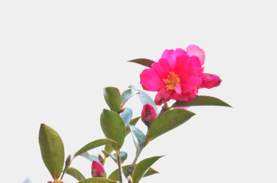 春色