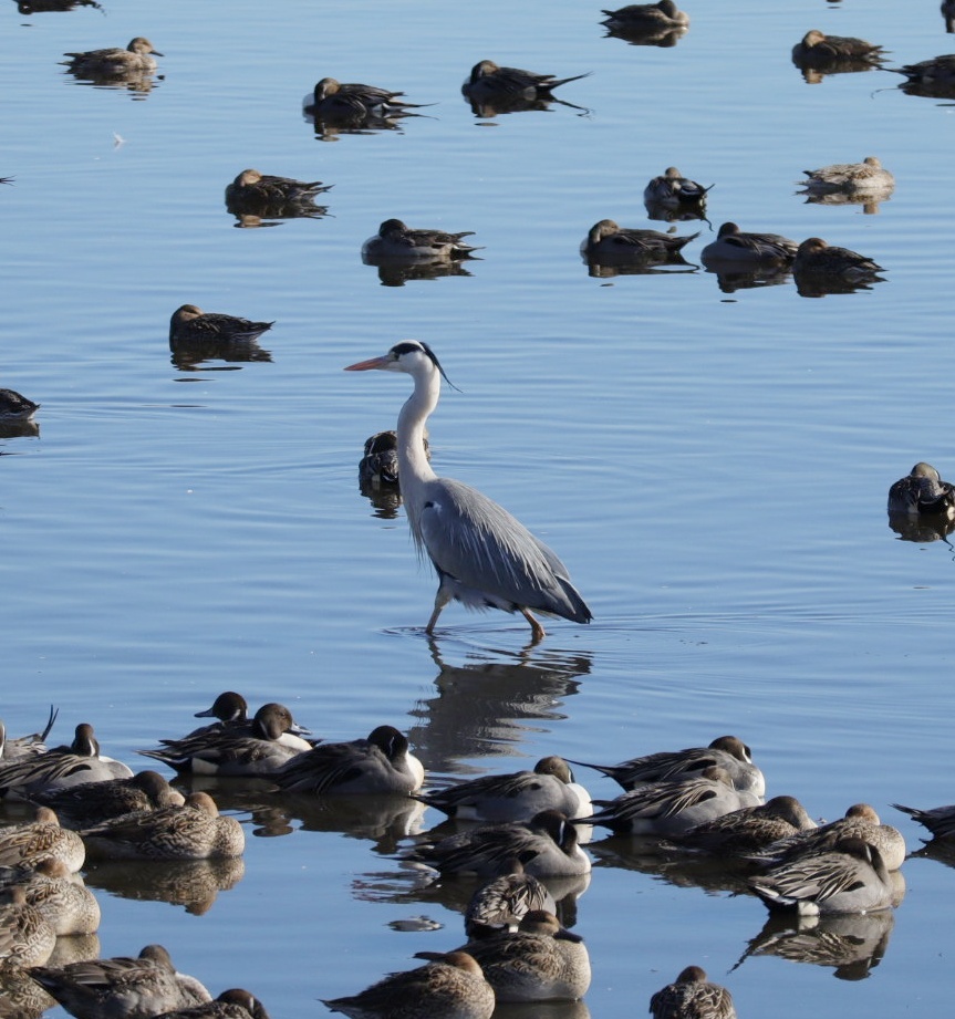 アオサギとカモ