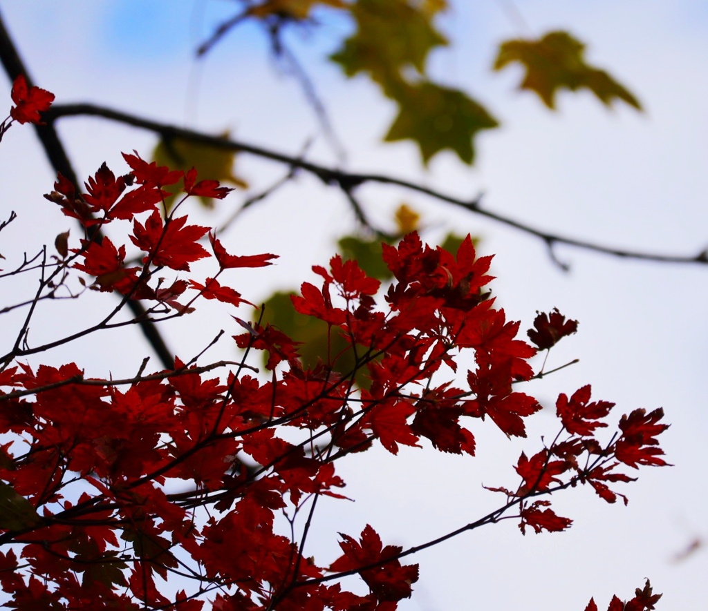 紅葉