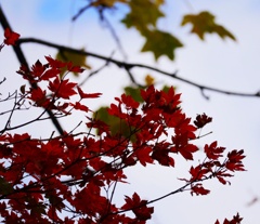 紅葉 紅葉