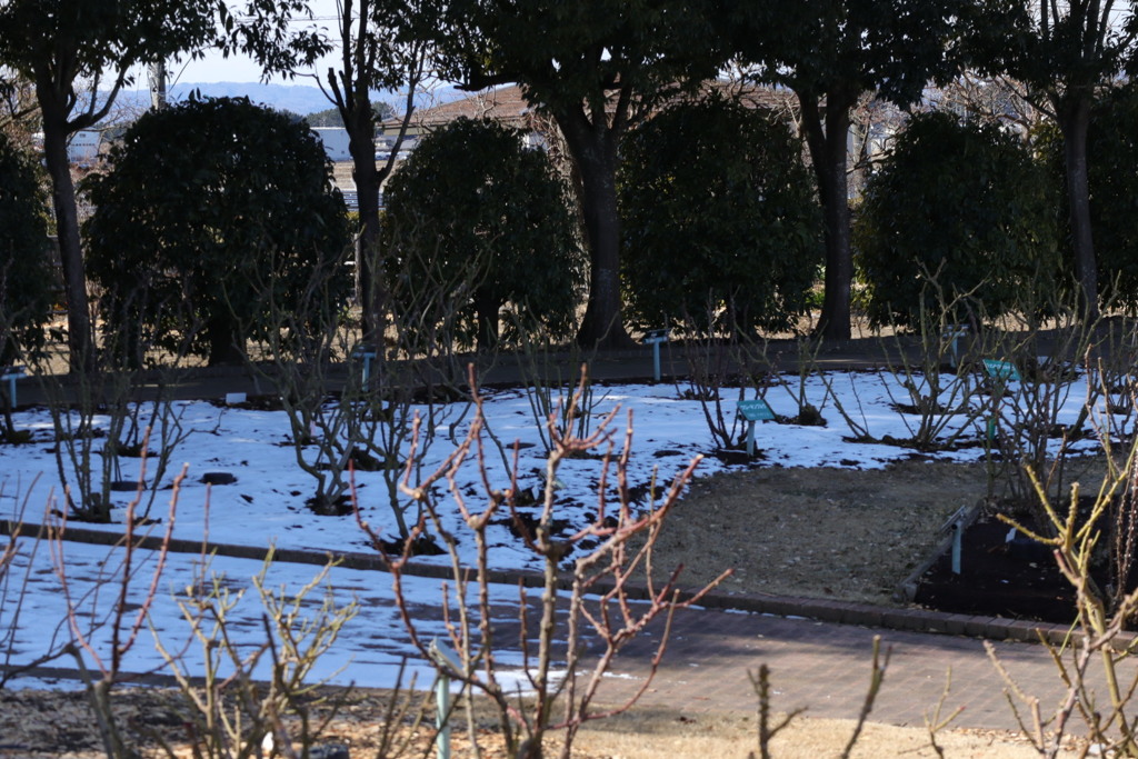 残雪