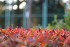 ここにも紅葉が。