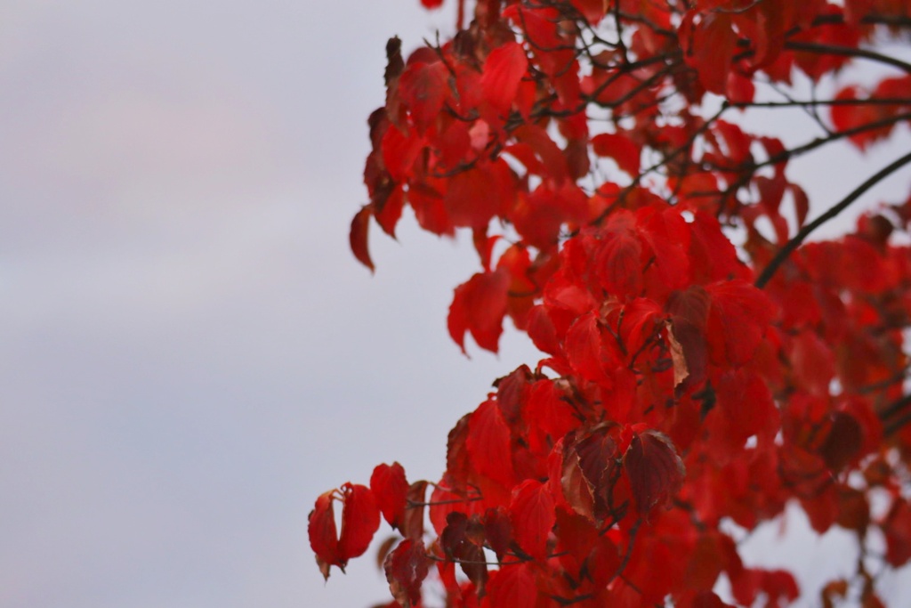 紅葉