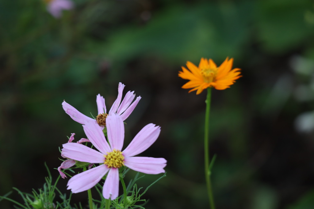 17日     今日の写真　　1