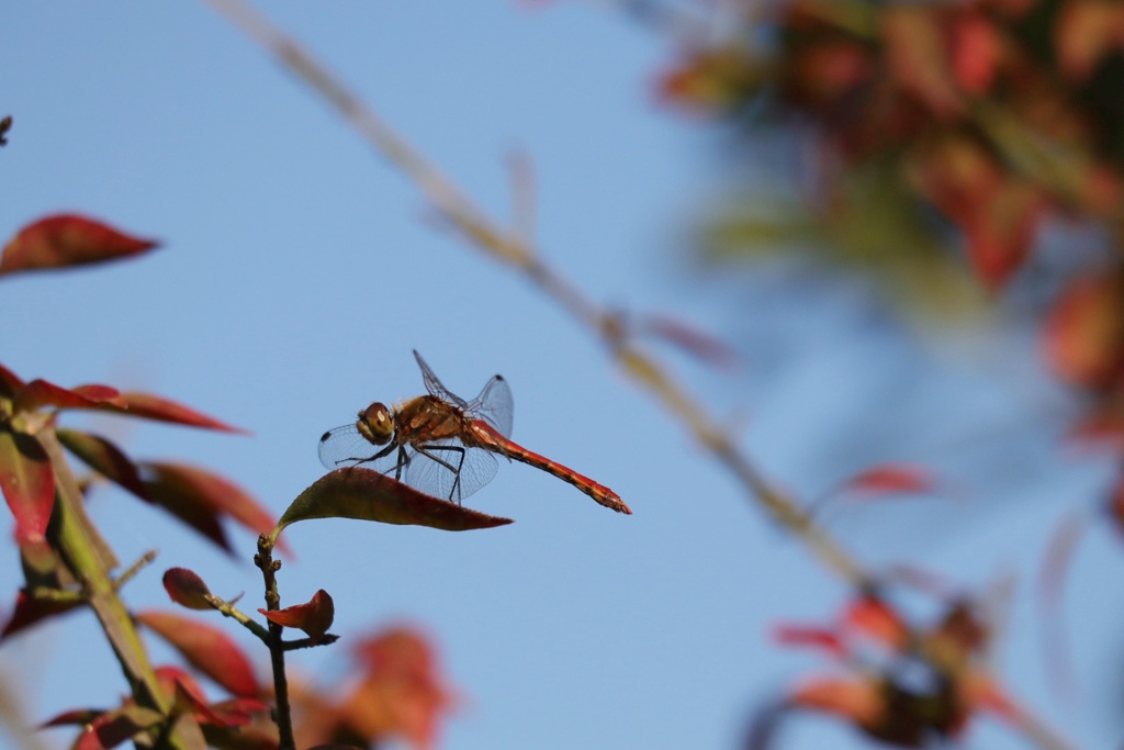 紅葉と赤トンボ