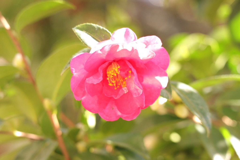 家に咲いた寒椿