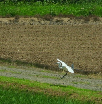 白鷺