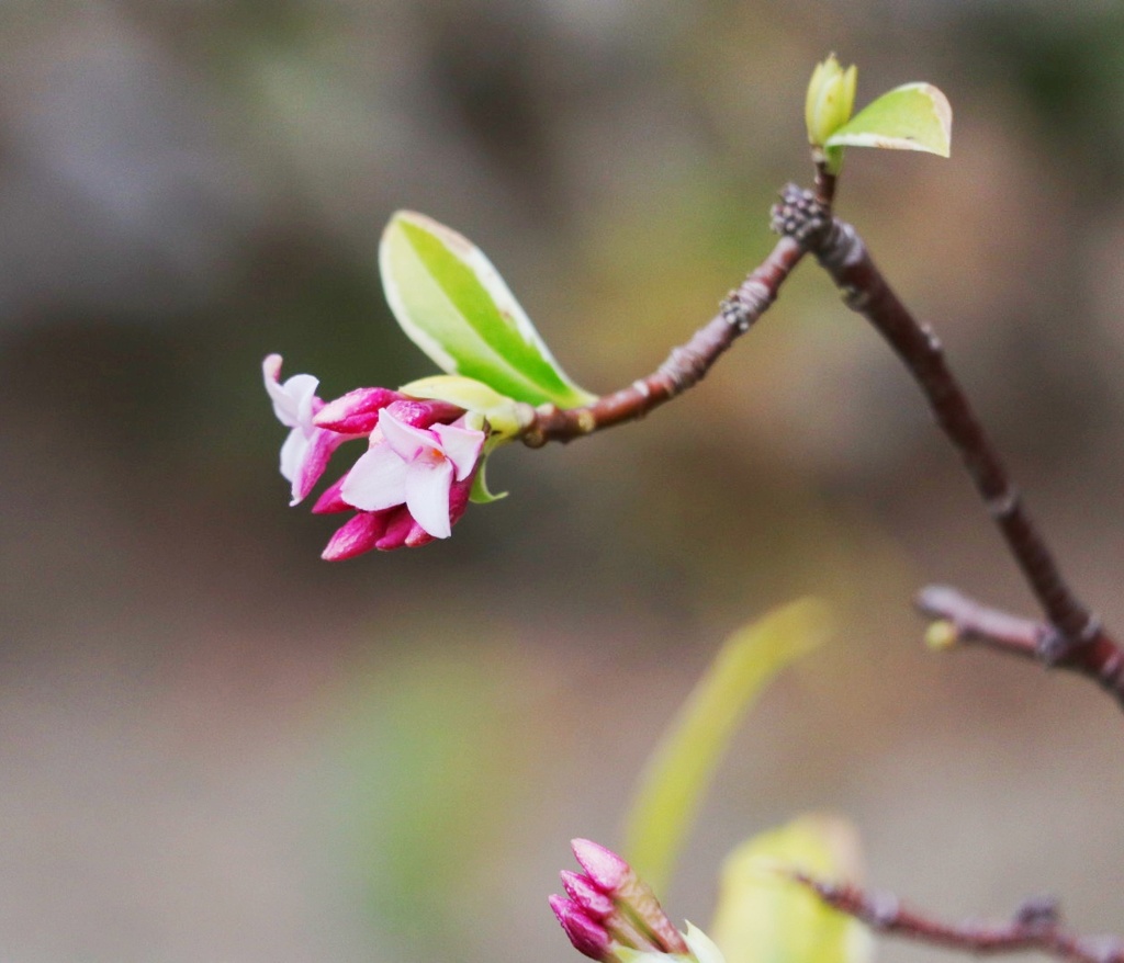 沈丁花