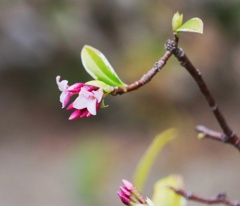 沈丁花