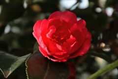 真っ赤でしょ。
