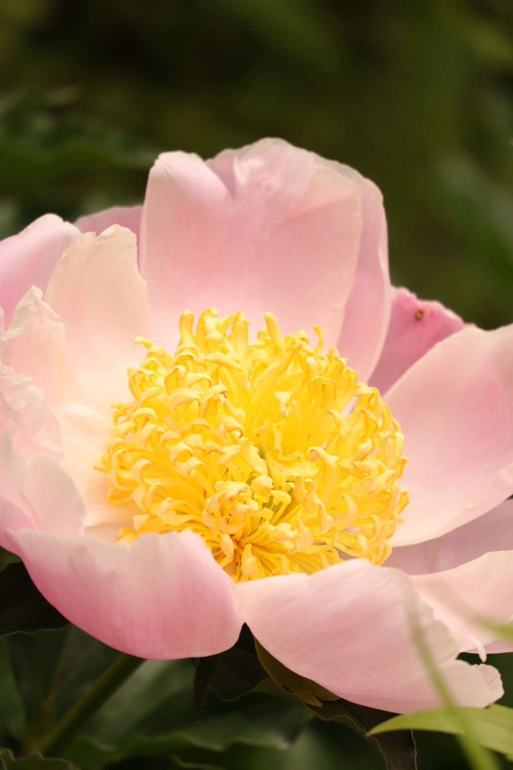 芍薬