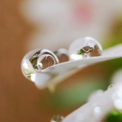 水滴