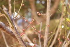 梅2