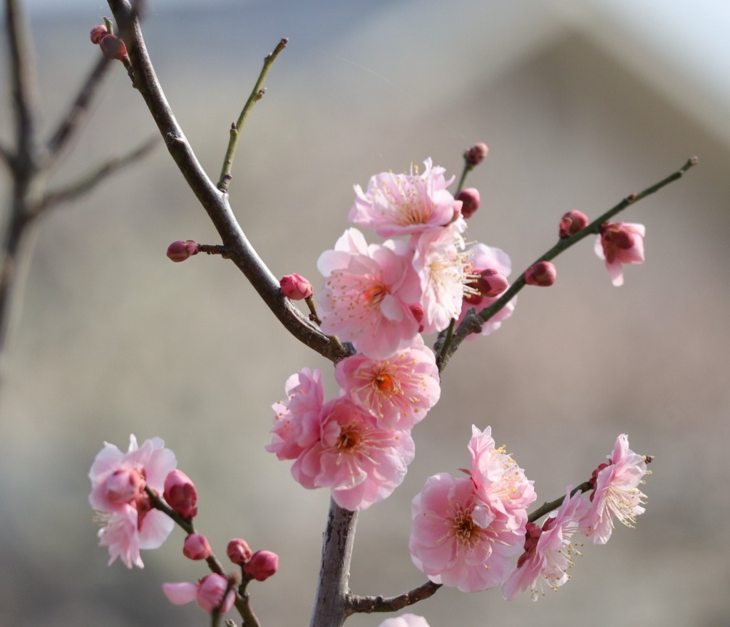 梅の花2
