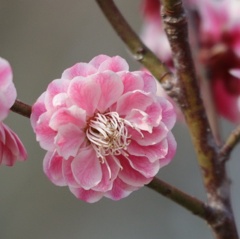 私も梅の花よ。