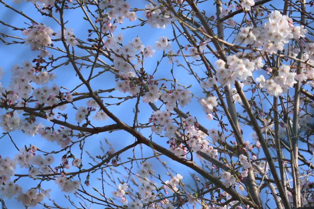 青空に桜