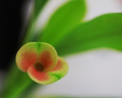 ハナキリンの花