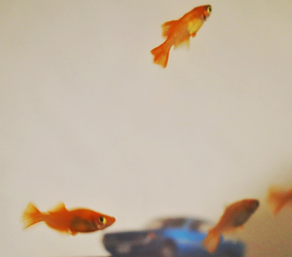 メダカにセリカ